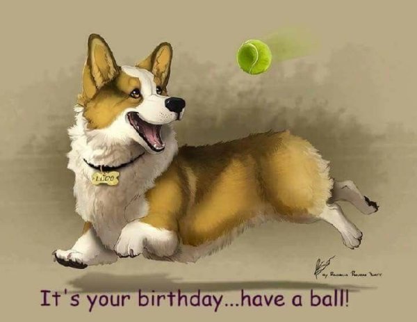 Собака корги рисунок