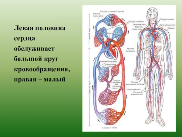 Схема малого круга кровообращения