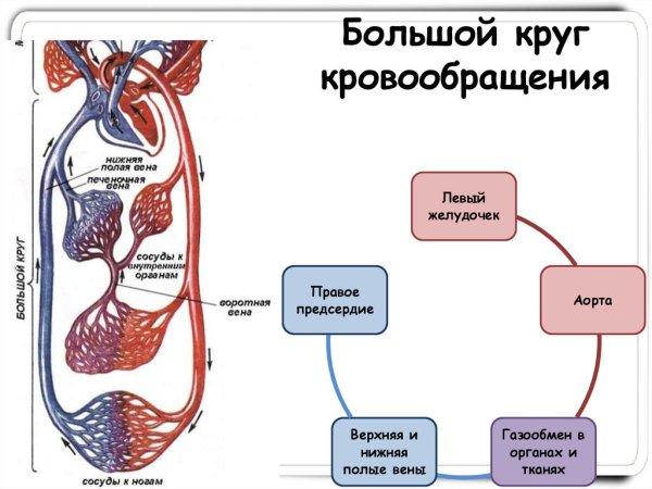 Малый и большой круг кровообращения человека схема