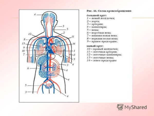 Схема сердца человека и круги кровообращения