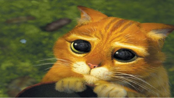 Глаза кота из Шрека фото