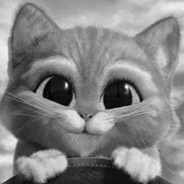 Кот с умоляющим взглядом