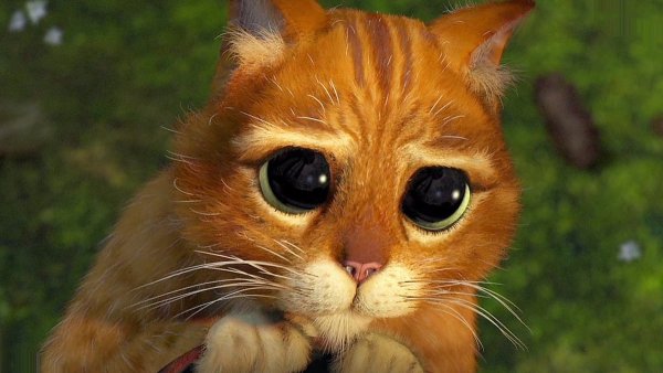 Кот Шрек глаза