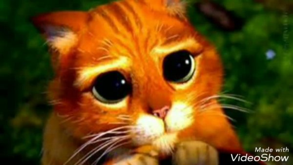 Взгляд кота из Шрека