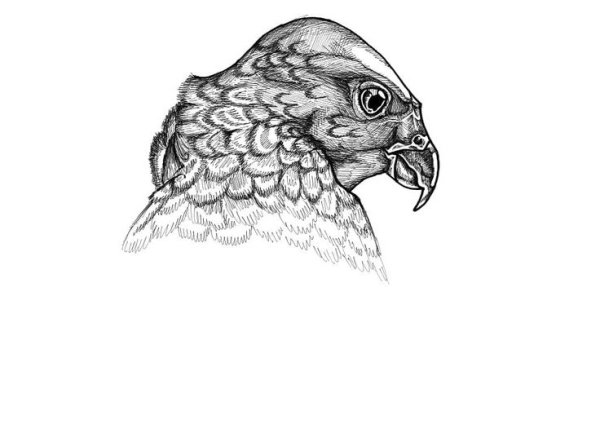 Сокол раскраска