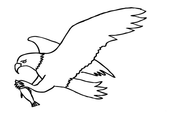 Птица в полете рисунок