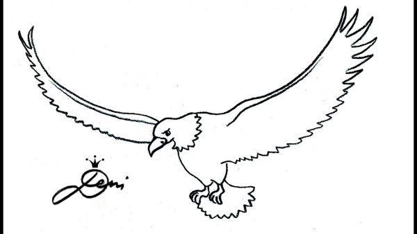 Рисунок Чайки карандашом