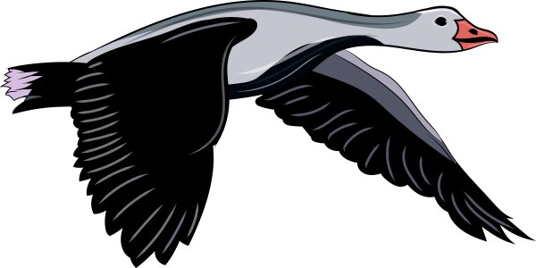 Летающие птицы для раскрашивания для детей