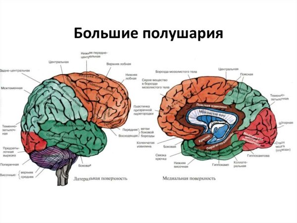Большие полушария головного мозга анатомия