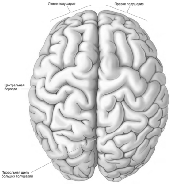 Анатомия правого полушария головного мозга
