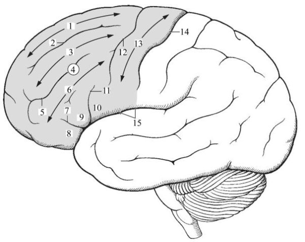 Кора головного мозга извилины