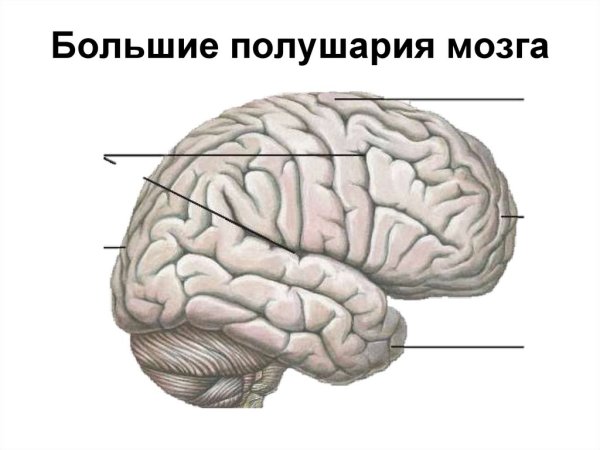 Доли головного мозга вид сбоку