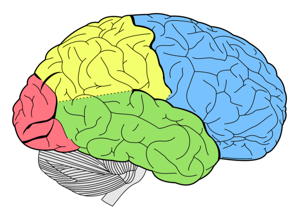 Корковые участки мозга