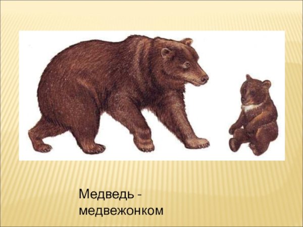 Медведь для детей дошкольного возраста