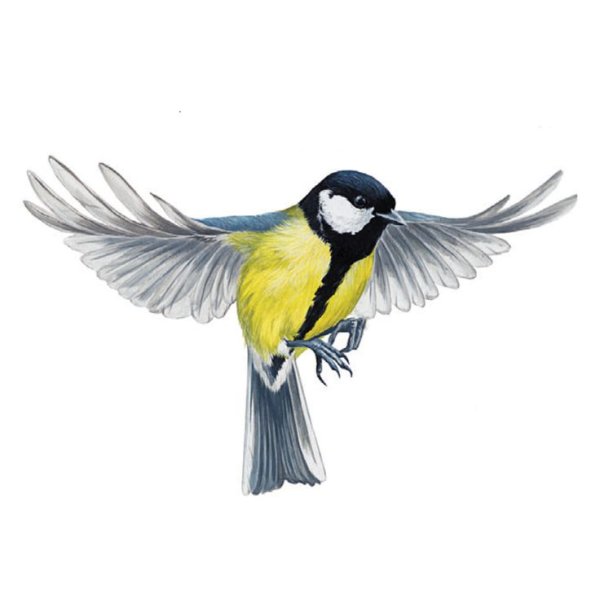 Синица птица на белом фоне