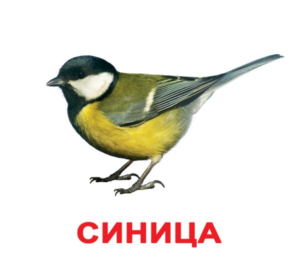 Синичка на белом фоне