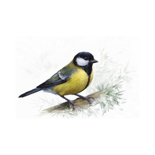 Синица птица на белом фоне