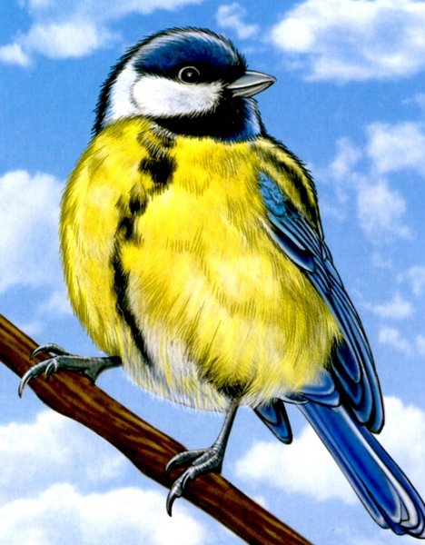 Птичка синичка для детей