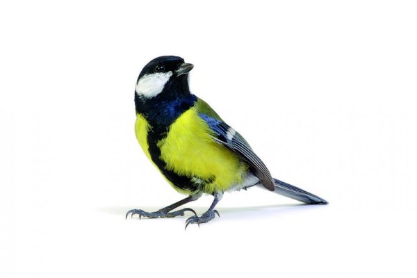 Синица на белом фоне