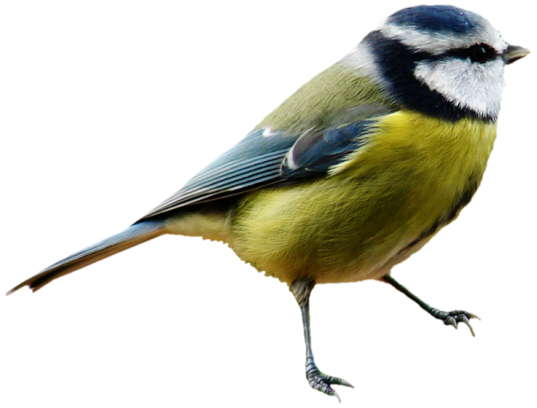 Синица на белом фоне