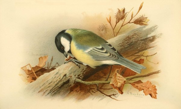 Художник фёдор толстой синица