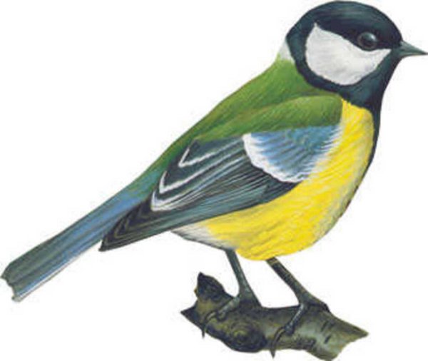 Синица картинка для детей