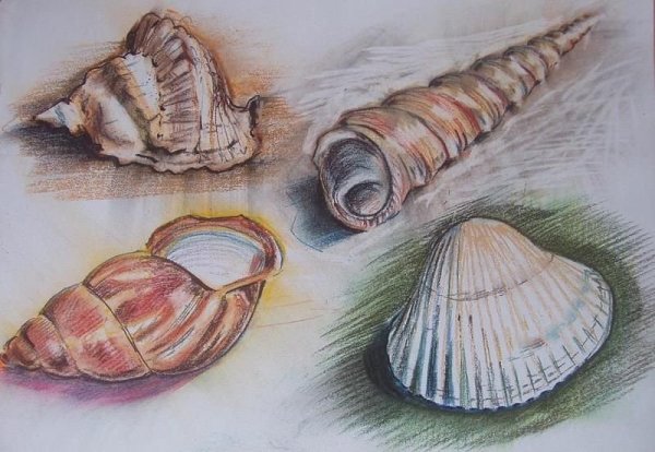 Рисование морских раковин
