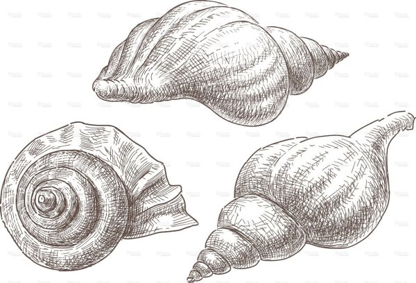 Моллюск карандашом