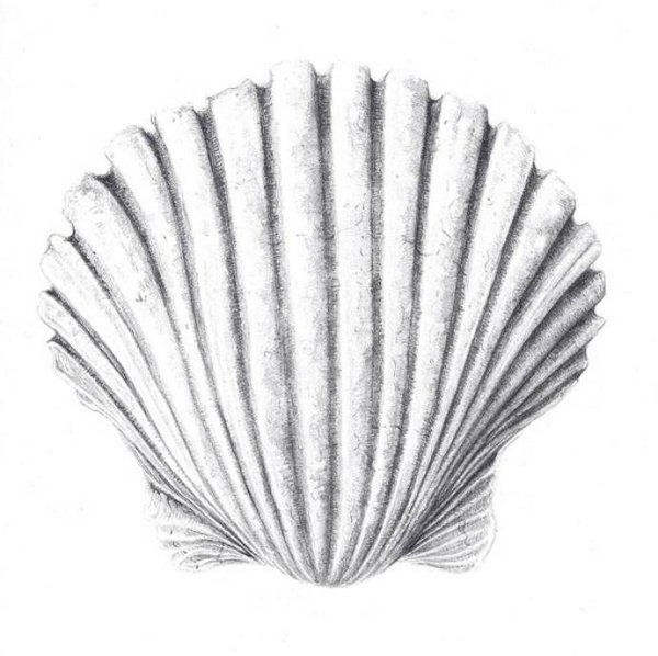 Ракушка для детей