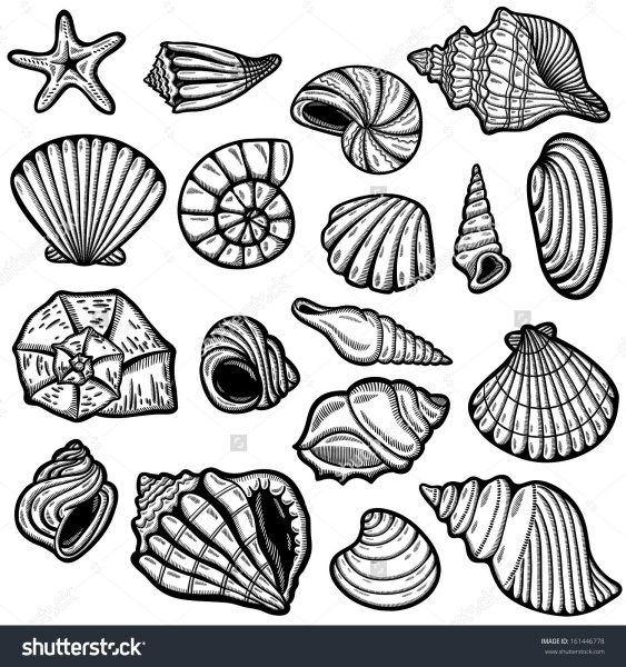 Морская Ракушка силуэт