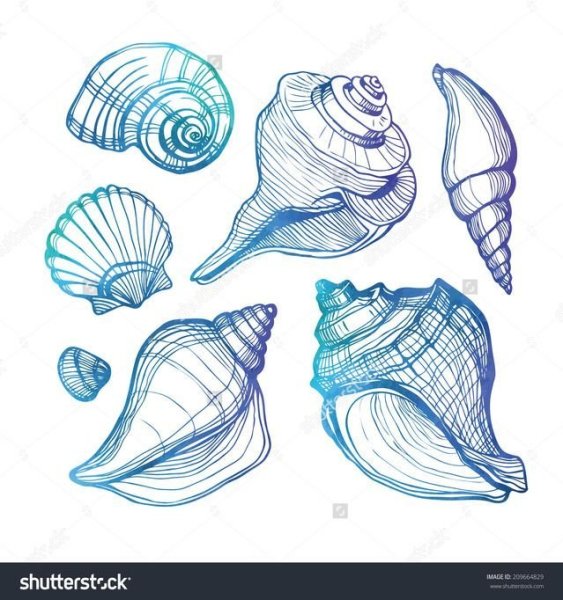 Ракушка рисунок карандашом