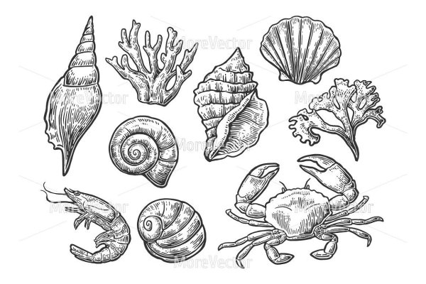 Морская Ракушка карандашом