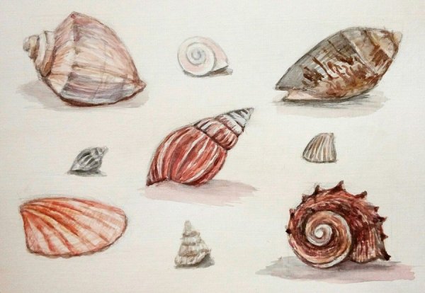 Рисование на ракушках