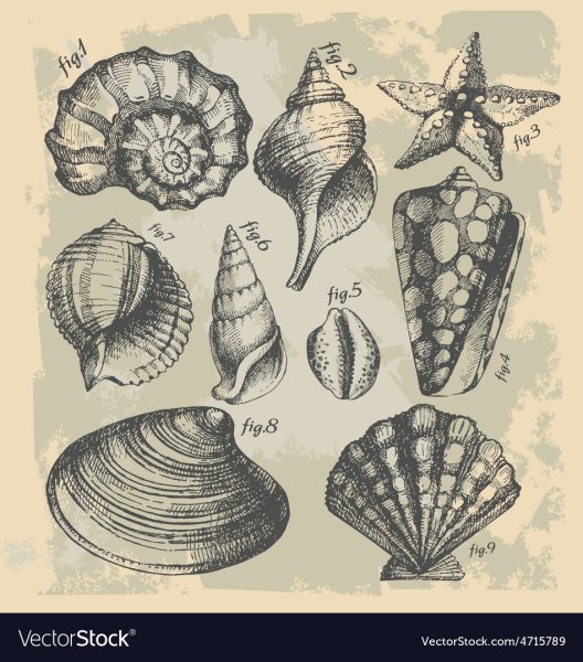 Рисование на ракушках