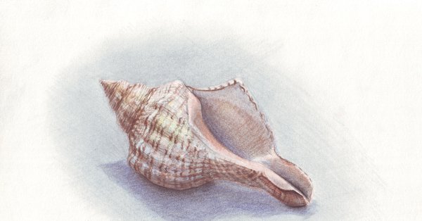 Ракушка цветными карандашами