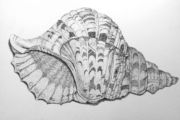 Стилизованная Ракушка