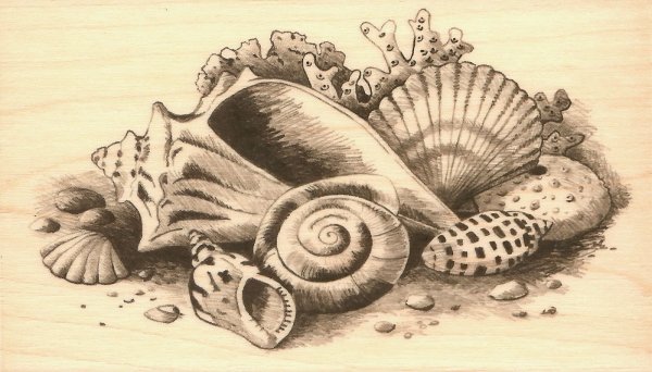 Стилизованная морская раковина