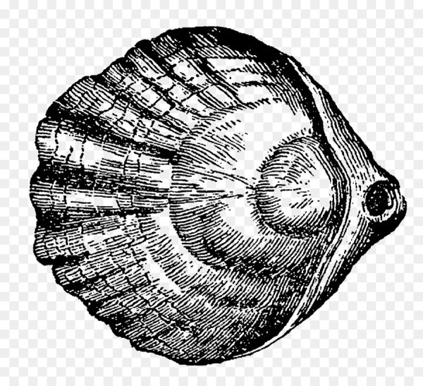 Ракушки морские