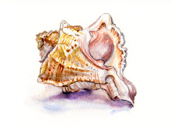 Морская раковина акварель