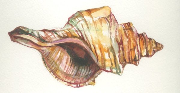 Ракушка цветными карандашами