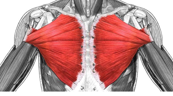 Грудино реберная часть большой грудной мышцы