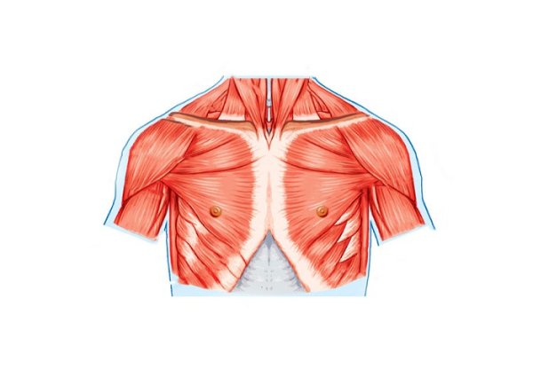 Анатомия грудных, дельтовидных мышц.