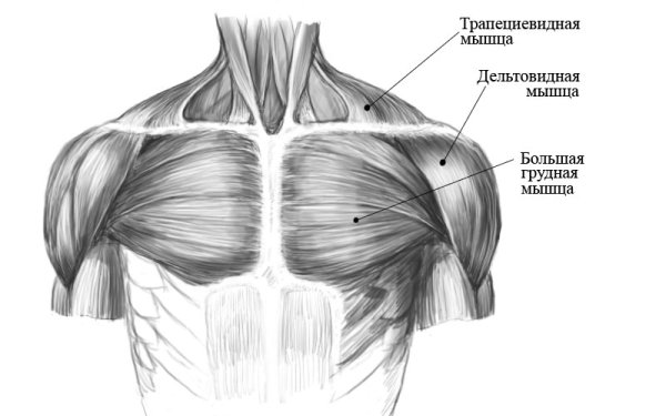 Грудино реберная часть большой грудной мышцы