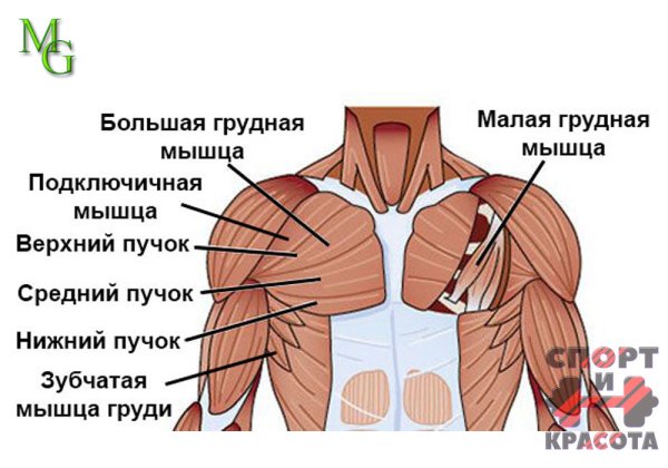 Функции малой грудной мышцы