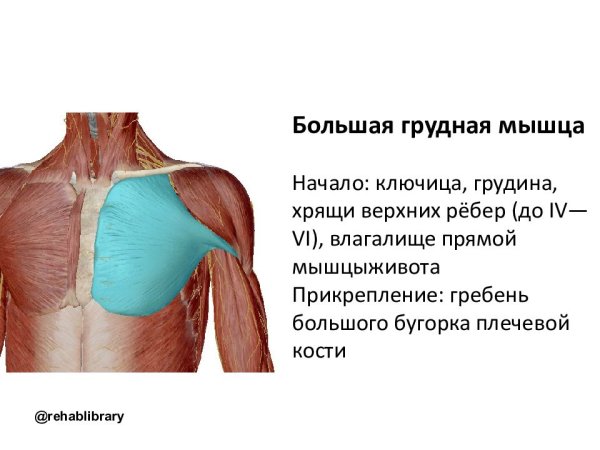 Большая грудная мышца m. pectoralis Major