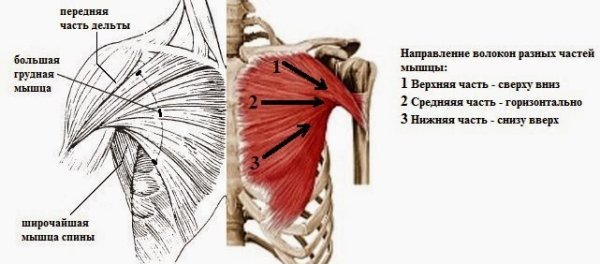 Pectoralis Major