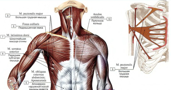 Большая грудная мышца начало прикрепление функции