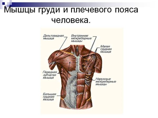 Грудные мышцы анатомия топография