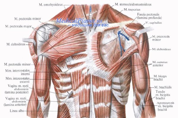 Большая грудная мышца m. pectoralis Major
