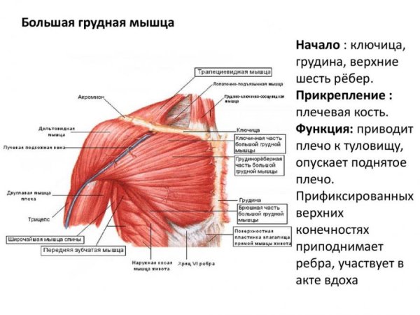 Большая грудная мышца m. pectoralis Major
